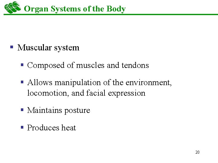 Organ Systems of the Body § Muscular system § Composed of muscles and tendons