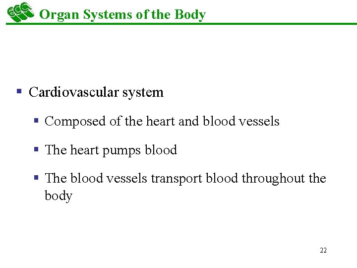 Organ Systems of the Body § Cardiovascular system § Composed of the heart and