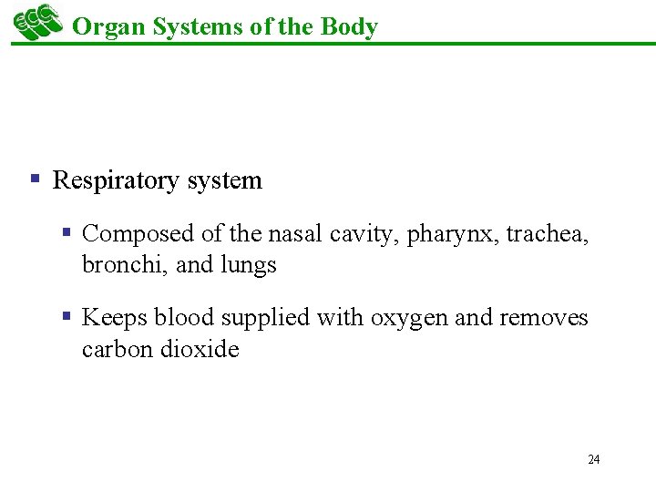 Organ Systems of the Body § Respiratory system § Composed of the nasal cavity,