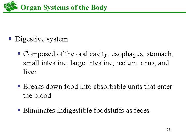 Organ Systems of the Body § Digestive system § Composed of the oral cavity,