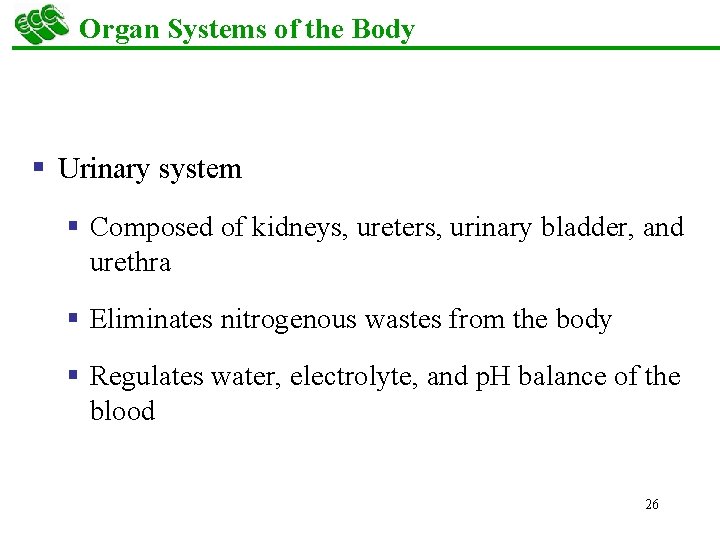 Organ Systems of the Body § Urinary system § Composed of kidneys, ureters, urinary
