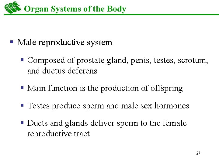 Organ Systems of the Body § Male reproductive system § Composed of prostate gland,