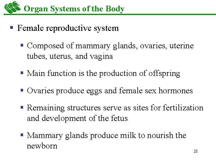 Organ Systems of the Body § Female reproductive system § Composed of mammary glands,