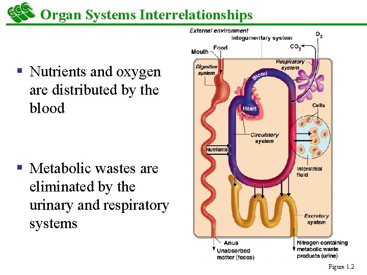 Organ Systems Interrelationships § Nutrients and oxygen are distributed by the blood § Metabolic