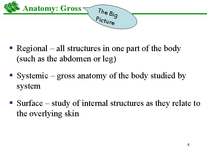 Anatomy: Gross The B ig Pictur e § Regional – all structures in one