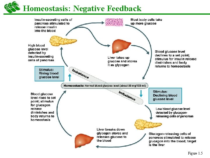 Homeostasis: Negative Feedback 40 Figure 1. 5 