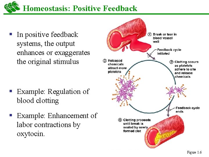 Homeostasis: Positive Feedback § In positive feedback systems, the output enhances or exaggerates the