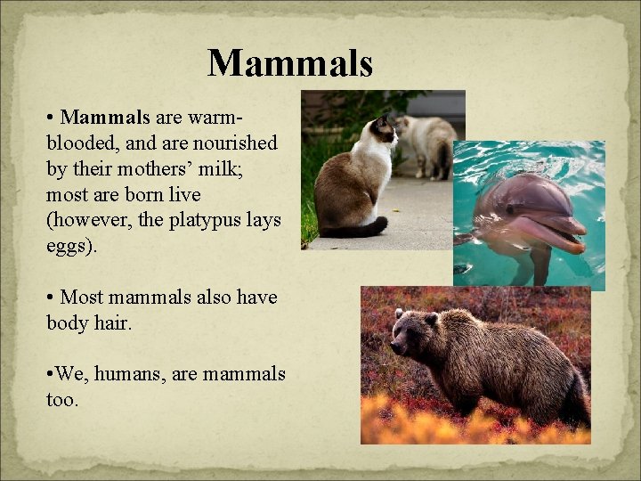 Mammals • Mammals are warmblooded, and are nourished by their mothers’ milk; most are