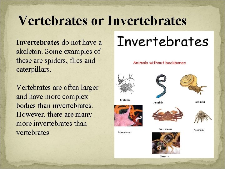 Vertebrates or Invertebrates do not have a skeleton. Some examples of these are spiders,