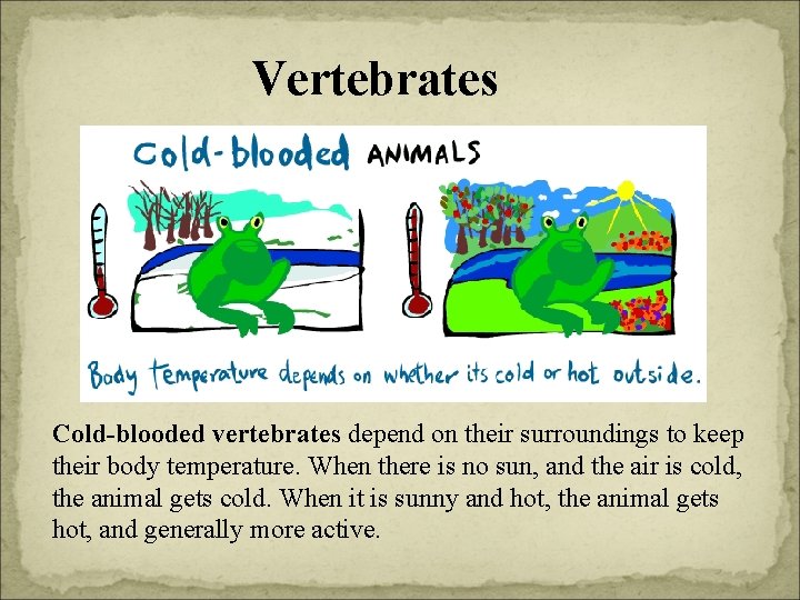 Vertebrates Cold-blooded vertebrates depend on their surroundings to keep their body temperature. When there