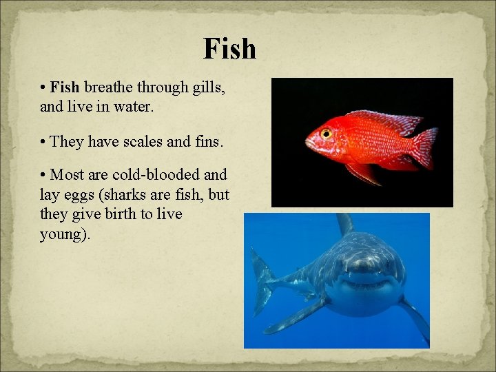 Fish • Fish breathe through gills, and live in water. • They have scales