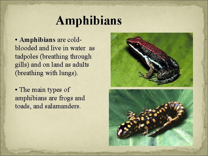 Amphibians • Amphibians are coldblooded and live in water as tadpoles (breathing through gills)