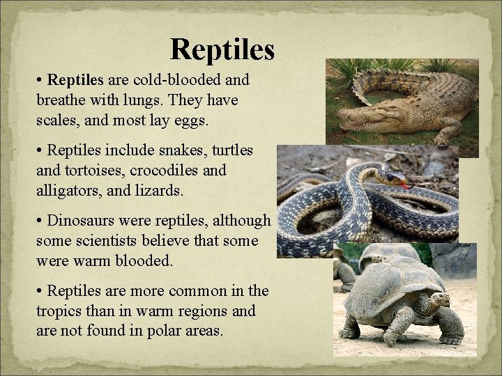 Reptiles • Reptiles are cold-blooded and breathe with lungs. They have scales, and most
