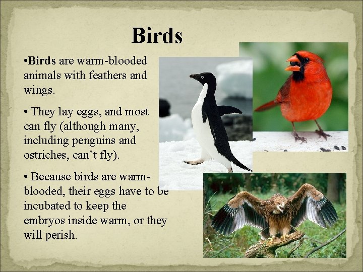 Birds • Birds are warm-blooded animals with feathers and wings. • They lay eggs,