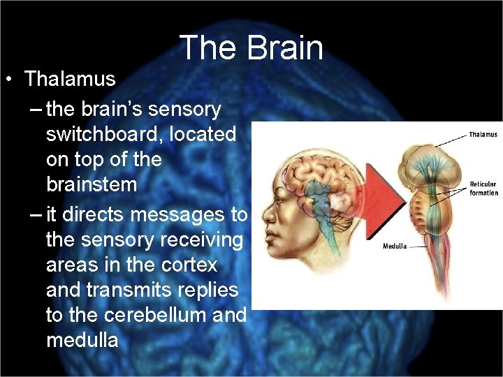 The Brain • Thalamus – the brain’s sensory switchboard, located on top of the