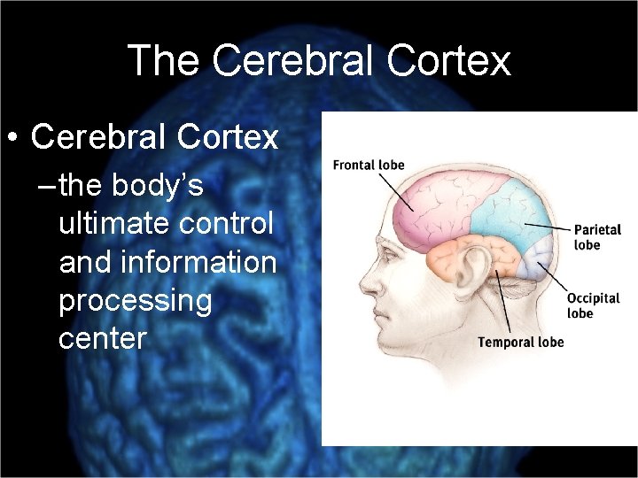 The Cerebral Cortex • Cerebral Cortex – the body’s ultimate control and information processing