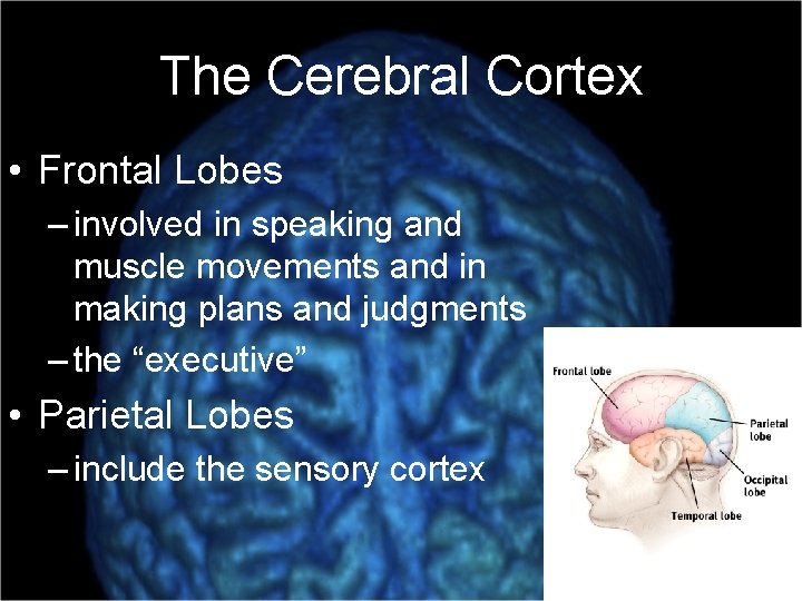 The Cerebral Cortex • Frontal Lobes – involved in speaking and muscle movements and