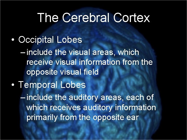 The Cerebral Cortex • Occipital Lobes – include the visual areas, which receive visual