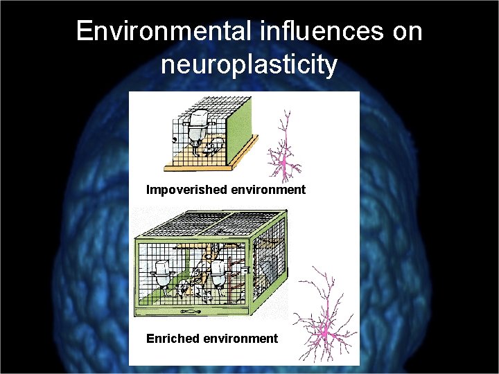 Environmental influences on neuroplasticity Impoverished environment Enriched environment 