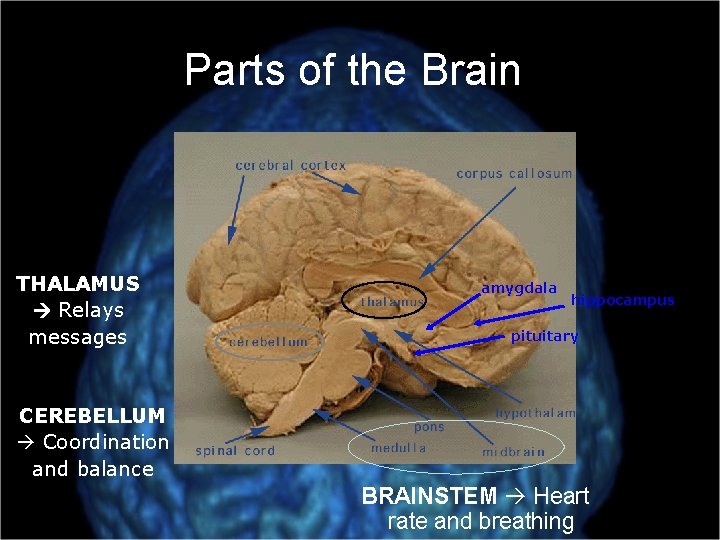 Parts of the Brain THALAMUS Relays messages amygdala hippocampus pituitary CEREBELLUM Coordination and balance