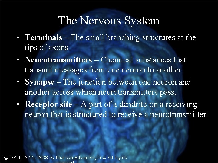 The Nervous System • Terminals – The small branching structures at the tips of