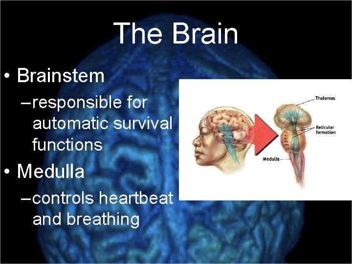 The Brain • Brainstem – responsible for automatic survival functions • Medulla – controls