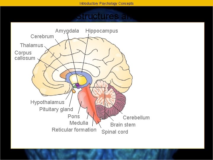 Introductory Psychology Concepts The Brain - Major Structures and Their Function Amygdala Cerebrum Hippocampus