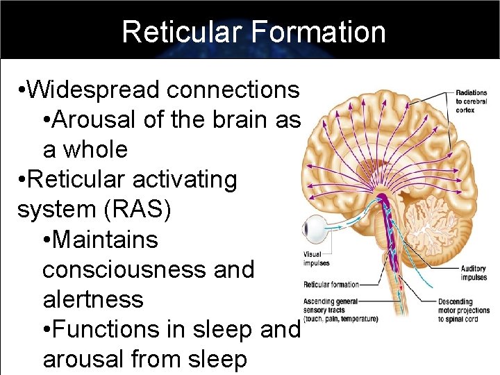 Reticular Formation • Widespread connections • Arousal of the brain as a whole •