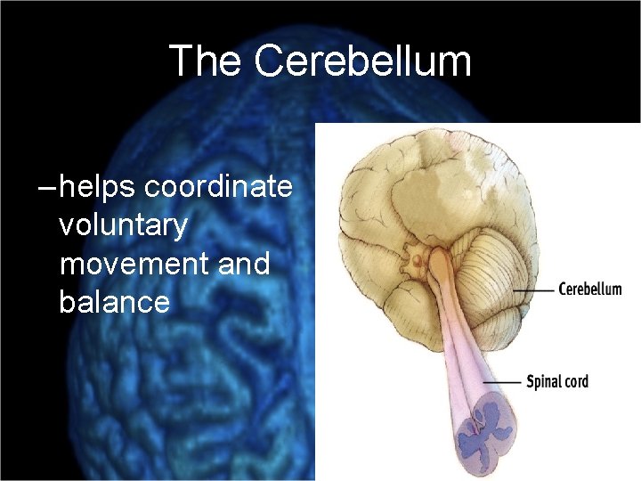 The Cerebellum – helps coordinate voluntary movement and balance 