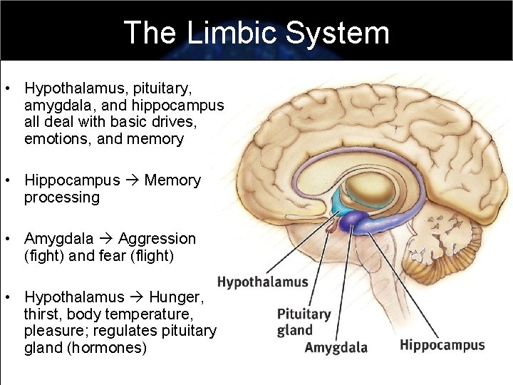 The Limbic System • Hypothalamus, pituitary, amygdala, and hippocampus all deal with basic drives,