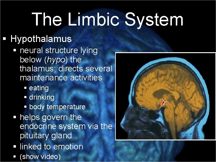 The Limbic System § Hypothalamus § neural structure lying below (hypo) the thalamus; directs