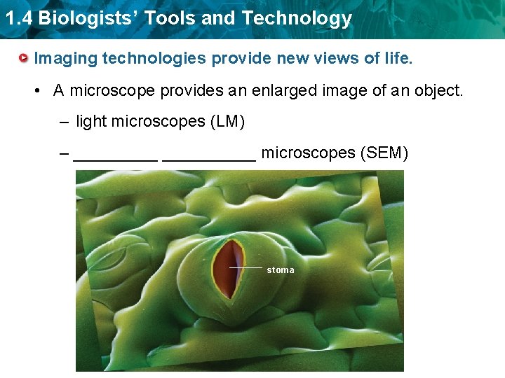 1. 4 Biologists’ Tools and Technology Imaging technologies provide new views of life. •