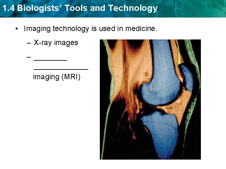 1. 4 Biologists’ Tools and Technology • Imaging technology is used in medicine. –