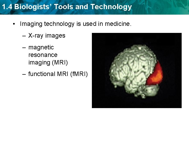 1. 4 Biologists’ Tools and Technology • Imaging technology is used in medicine. –