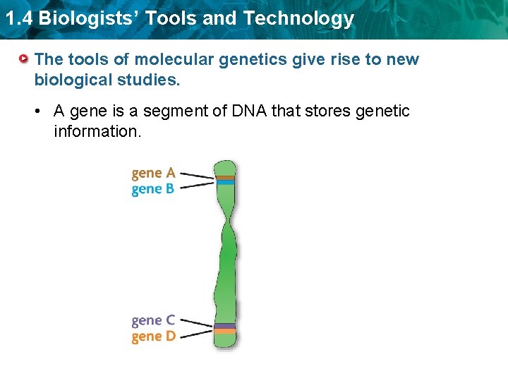 1. 4 Biologists’ Tools and Technology The tools of molecular genetics give rise to