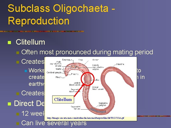 Subclass Oligochaeta Reproduction n Clitellum n n Often most pronounced during mating period Creates