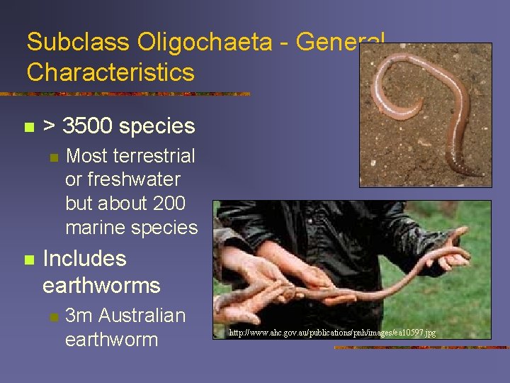 Subclass Oligochaeta - General Characteristics n > 3500 species n n Most terrestrial or