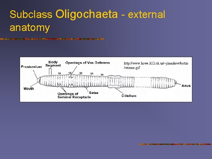 Subclass Oligochaeta - external anatomy http: //www. howe. k 12. ok. us/~jimaskew/botzo /wormx. gif