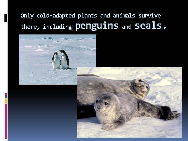 Only cold-adapted plants and animals survive there, including penguins and seals. 