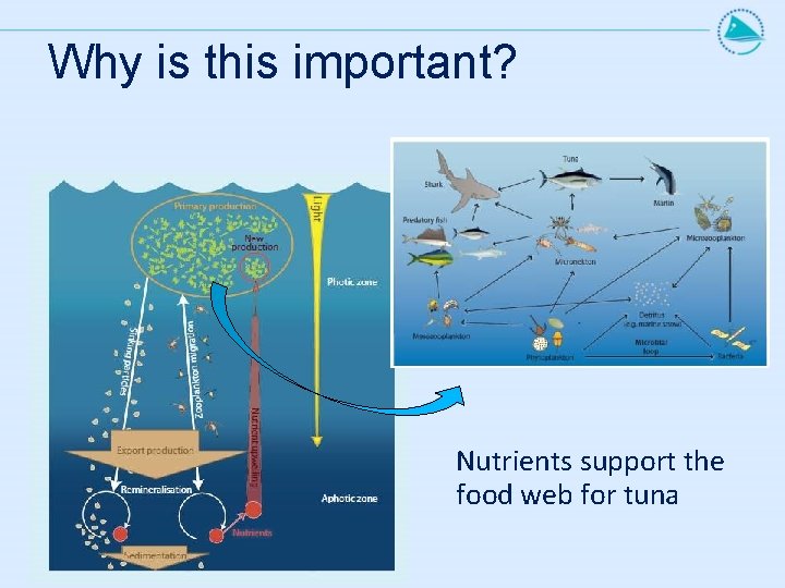 Why is this important? Nutrients support the food web for tuna 