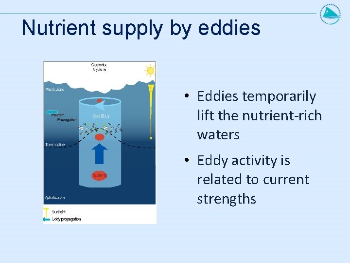 Nutrient supply by eddies • Eddies temporarily lift the nutrient-rich waters • Eddy activity