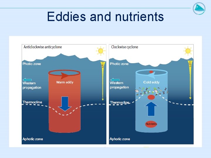 Eddies and nutrients 