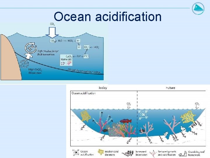 Ocean acidification 