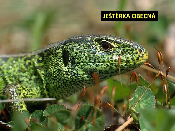 JEŠTĚRKA OBECNÁ 