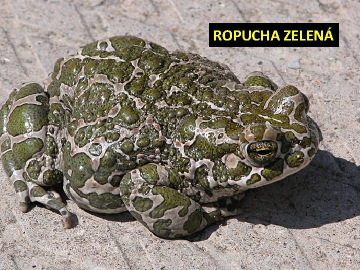 ROPUCHA ZELENÁ 