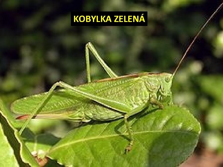 KOBYLKA ZELENÁ 