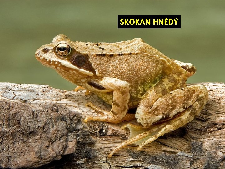 SKOKAN HNĚDÝ 