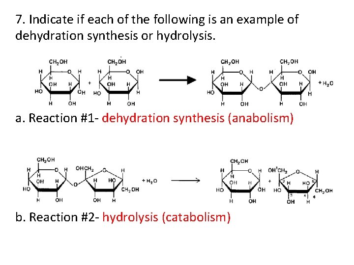 7. Indicate if each of the following is an example of dehydration synthesis or