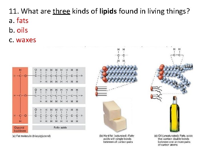 11. What are three kinds of lipids found in living things? a. fats b.