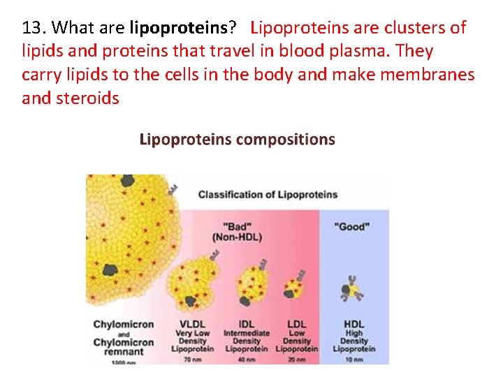 13. What are lipoproteins? Lipoproteins are clusters of lipids and proteins that travel in